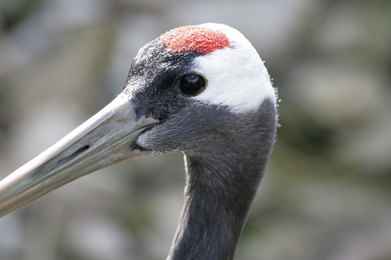 Fotoclubje Blijdorp 2008-120.jpg